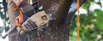 Best Hedge Trimming  in Mulberry, FL