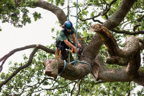 Reliable Mulberry, FL Tree Removal Services Solutions