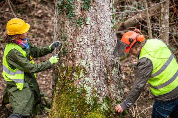 How Our Tree Care Process Works  in  Mulberry, FL