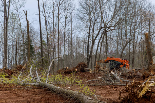 Best Utility Line Clearance  in Mulberry, FL