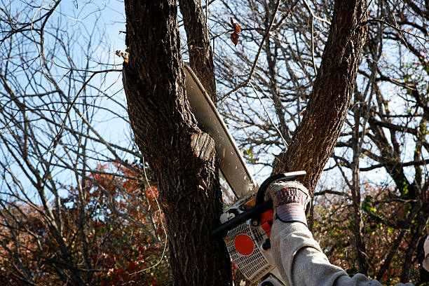 Best Tree Trimming and Pruning  in Mulberry, FL