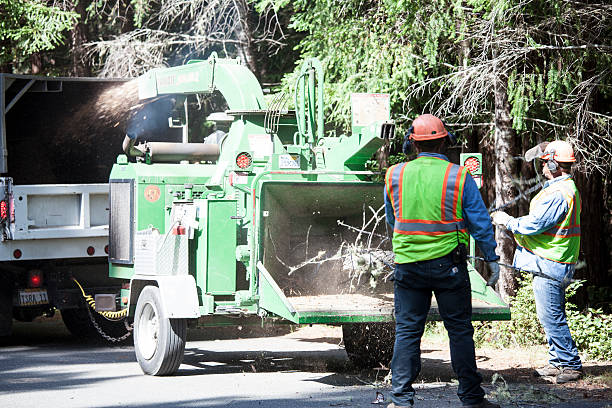 Best Seasonal Cleanup (Spring/Fall)  in Mulberry, FL