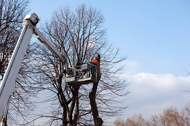 Best Emergency Tree Removal  in Mulberry, FL