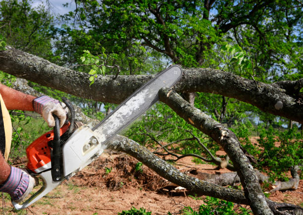 Best Tree Cabling and Bracing  in Mulberry, FL